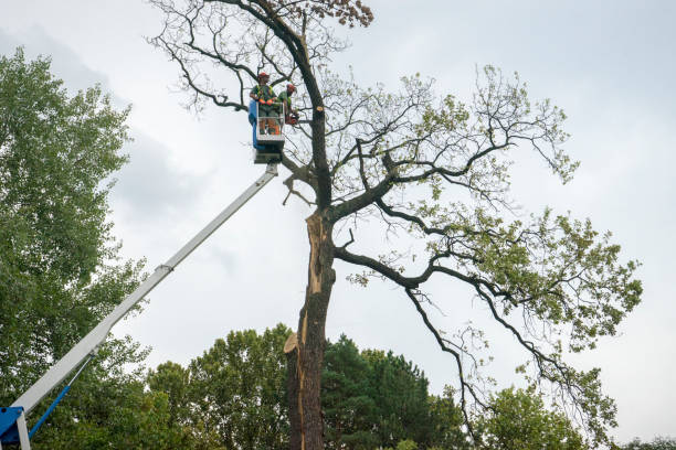  , USA Tree Removal Pros